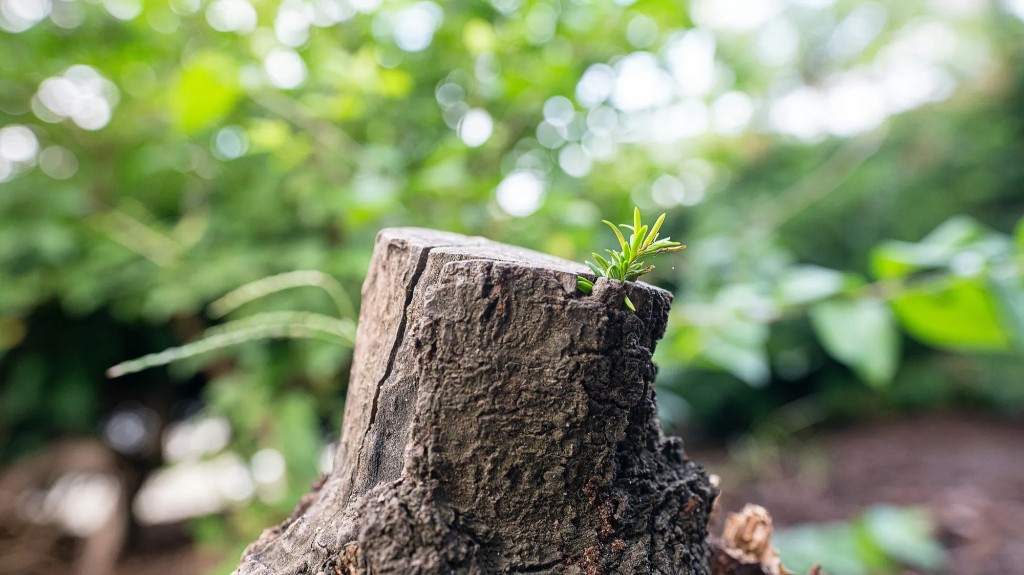 A small green seedling growing from a weathered tree stump in a sunlit forest